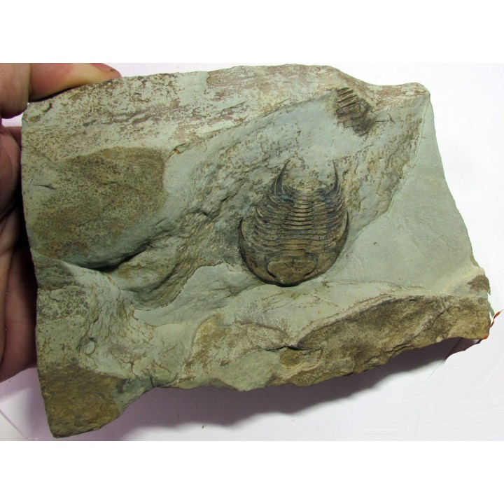 neltneria termieri (2)