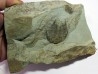 neltneria termieri (2)