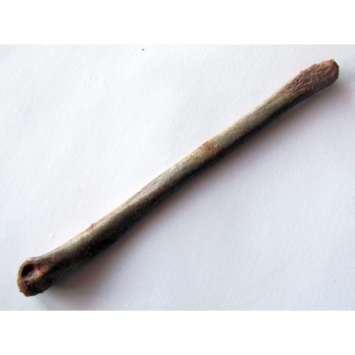 PTEROSAUR bone: Alanqa saharica (1)