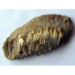 fish: schizorhiza stromeri