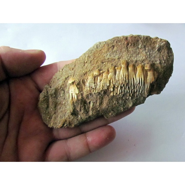 schizorhiza stromeri