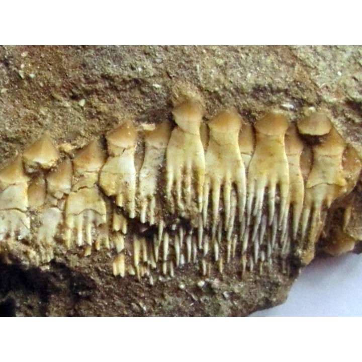 schizorhiza stromeri