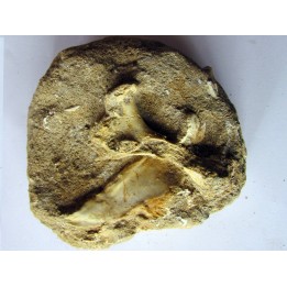 scapula et sternum de pterosaure : Alcione elainus