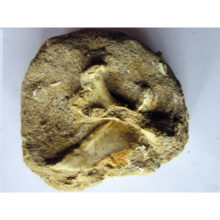 scapula et sternum de pterosaure : Alcione elainus