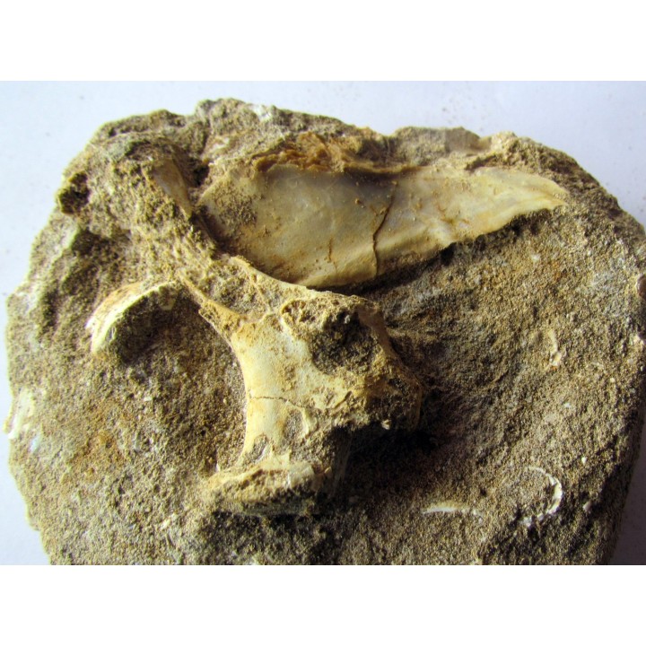 scapula et sternum de pterosaure : Alcione elainus