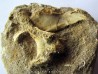 Humerus de pterosaure : Alcione elainus