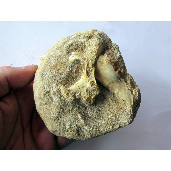Humerus de pterosaure : Alcione elainus