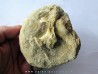 scapula et sternum de pterosaure : Alcione elainus