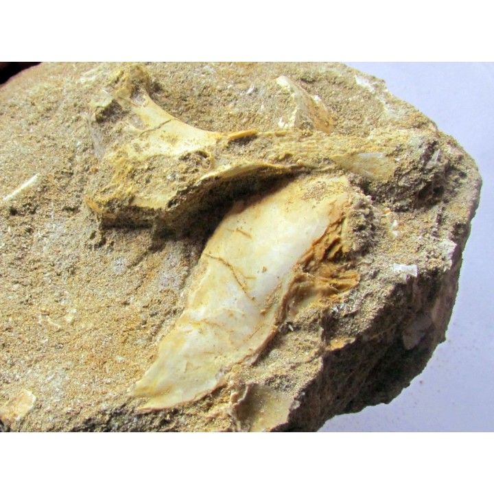 scapula et sternum de pterosaure : Alcione elainus