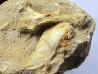 scapula et sternum de pterosaure : Alcione elainus