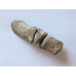 griffe de dinosaure hadrosaure : edmontosaure