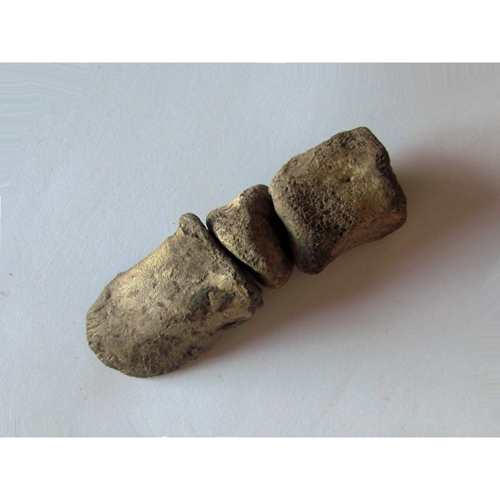 griffe de dinosaure hadrosaure : edmontosaure