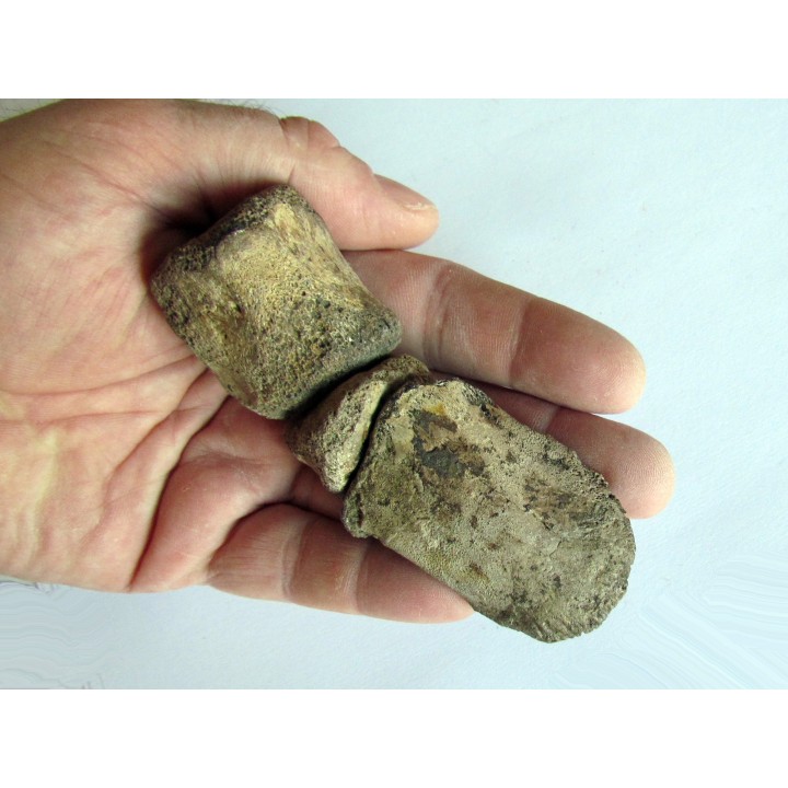 griffe de dinosaure hadrosaure : edmontosaure