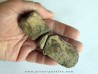 griffe de dinosaure hadrosaure : edmontosaure
