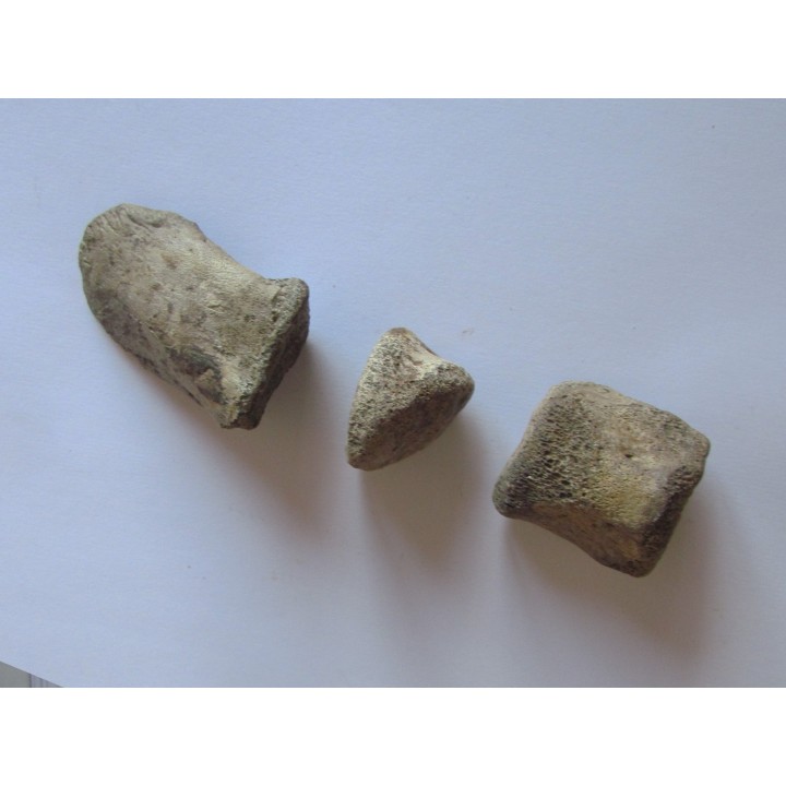griffe de dinosaure hadrosaure : edmontosaure