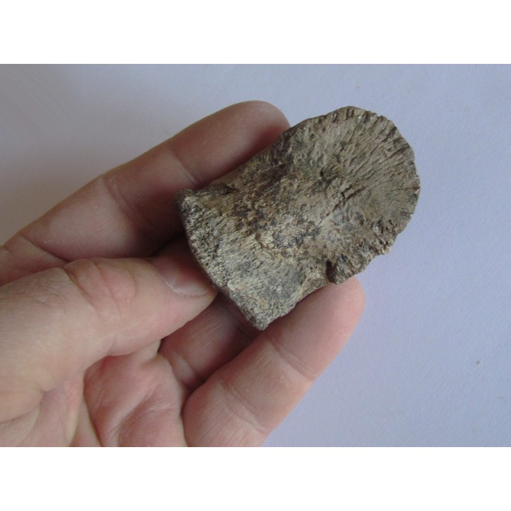dinosaur hadrosaure : edmontosaure