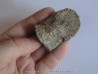dinosaur hadrosaure : edmontosaure