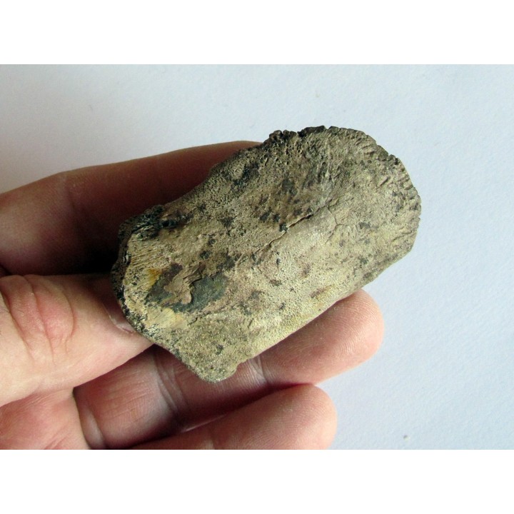 dinosaur hadrosaure : edmontosaure