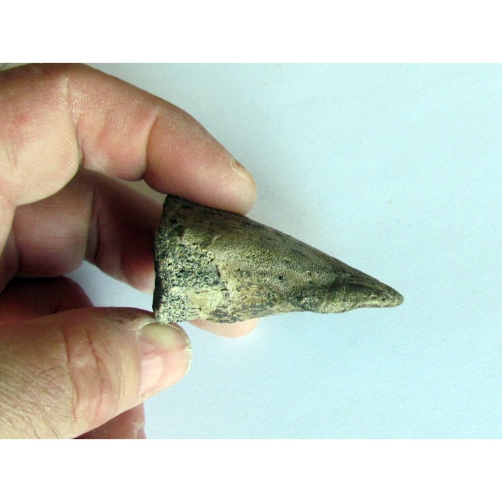 dinosaur hadrosaure : edmontosaure