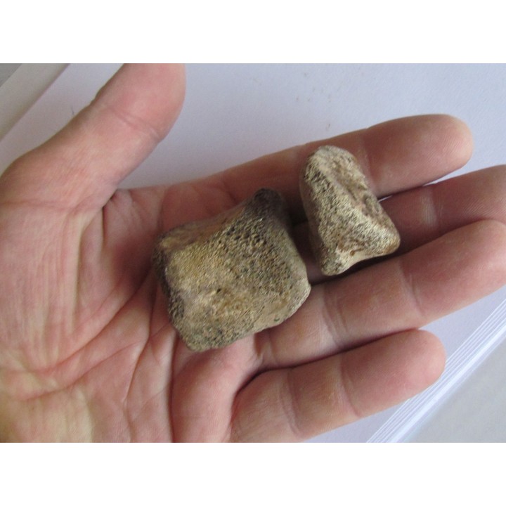 dinosaur hadrosaure : edmontosaure