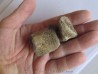 griffe de dinosaure hadrosaure : edmontosaure