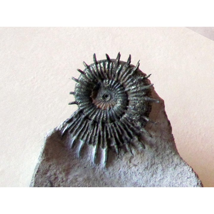 Porpoceras verticosum