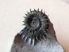 Porpoceras verticosum