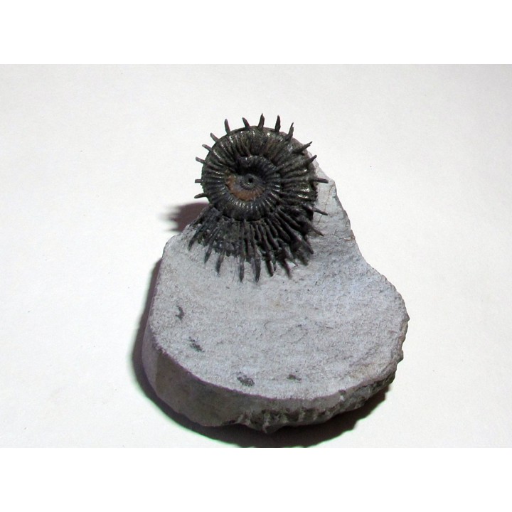 Porpoceras verticosum