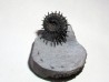 Porpoceras verticosum