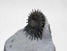 Porpoceras verticosum
