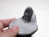 Porpoceras verticosum
