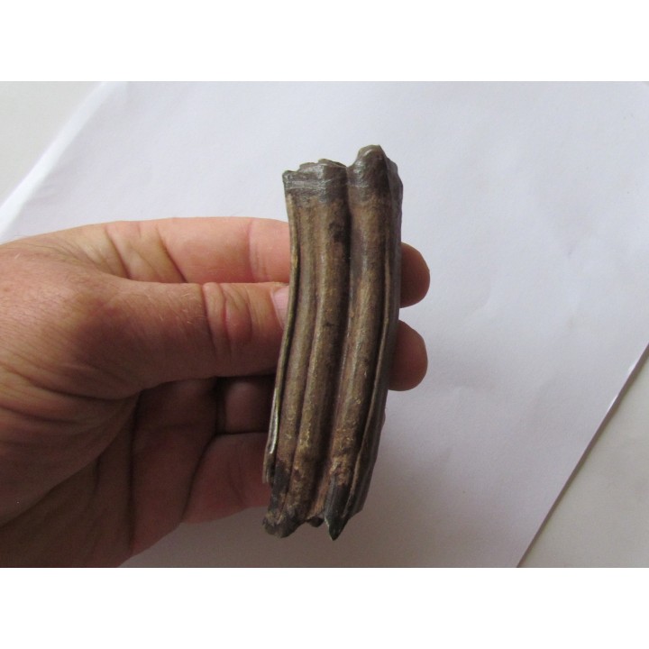 Equus complicatus (2)