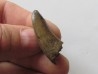 Gorgosaurus libratus (1)