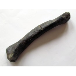 dinosaur hadrosaure metatarsal : edmontosaure