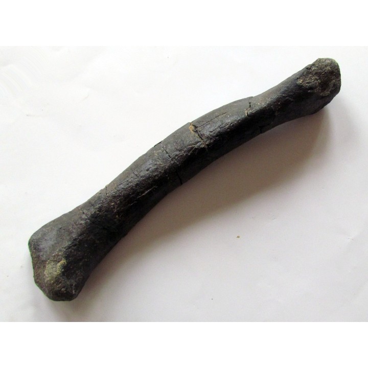 os de dinosaure hadrosaure : metatarsal d'edmontosaure