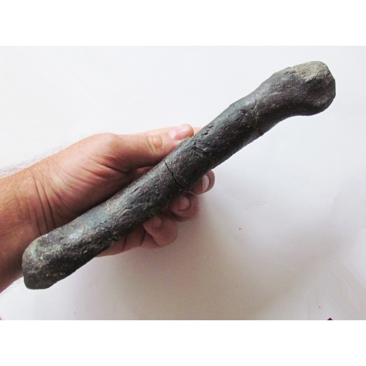 os de dinosaure hadrosaure : metatarsal d'edmontosaure