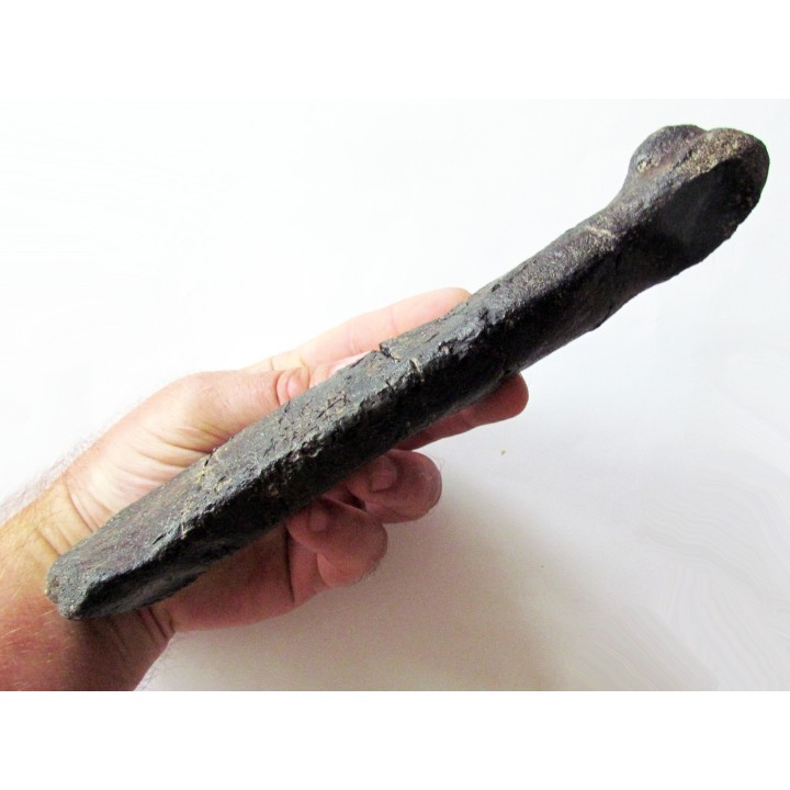 os de dinosaure hadrosaure : metatarsal d'edmontosaure