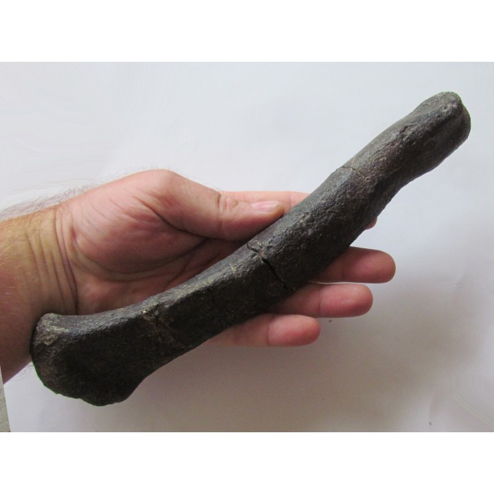 os de dinosaure hadrosaure : metatarsal d'edmontosaure