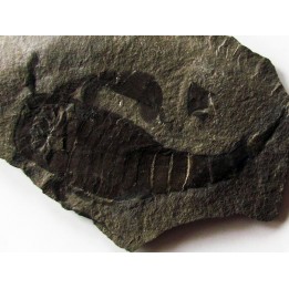 EURYPTERUS REMIPES