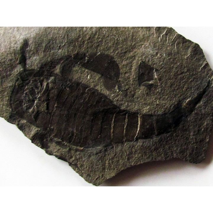 EURYPTERUS REMIPES