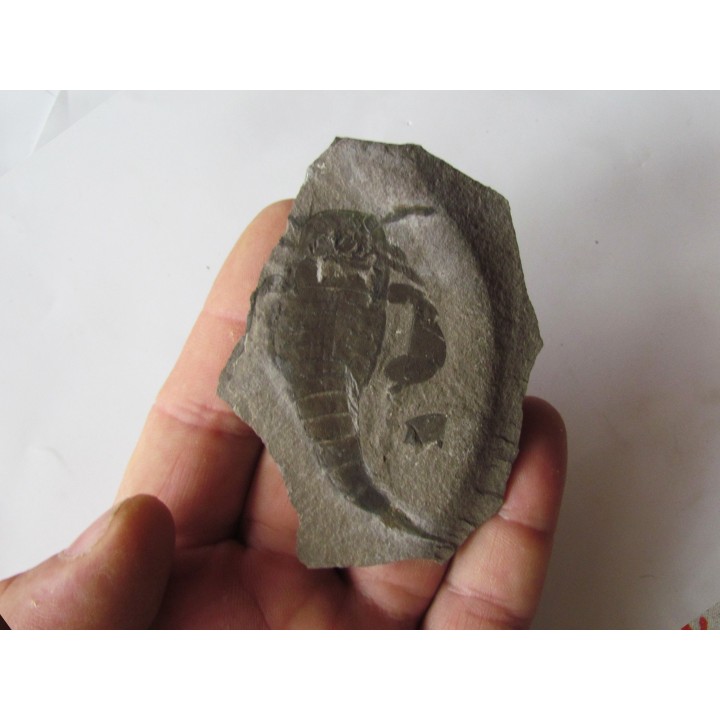 EURYPTERUS REMIPES