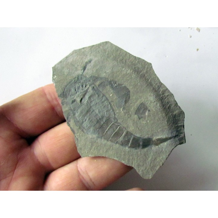 EURYPTERUS REMIPES