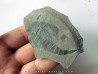 EURYPTERUS REMIPES