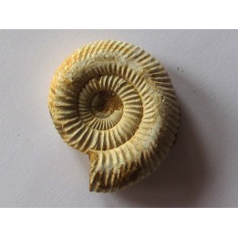 KRANAOSPHINCTES (PACHYPLANULITES) RABEI