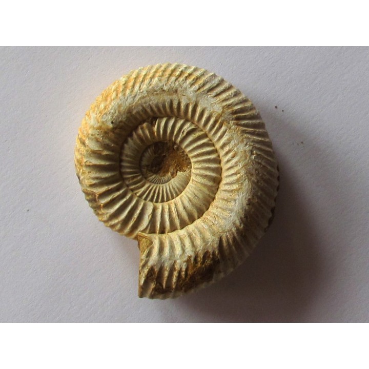 KRANAOSPHINCTES (PACHYPLANULITES) RABEI
