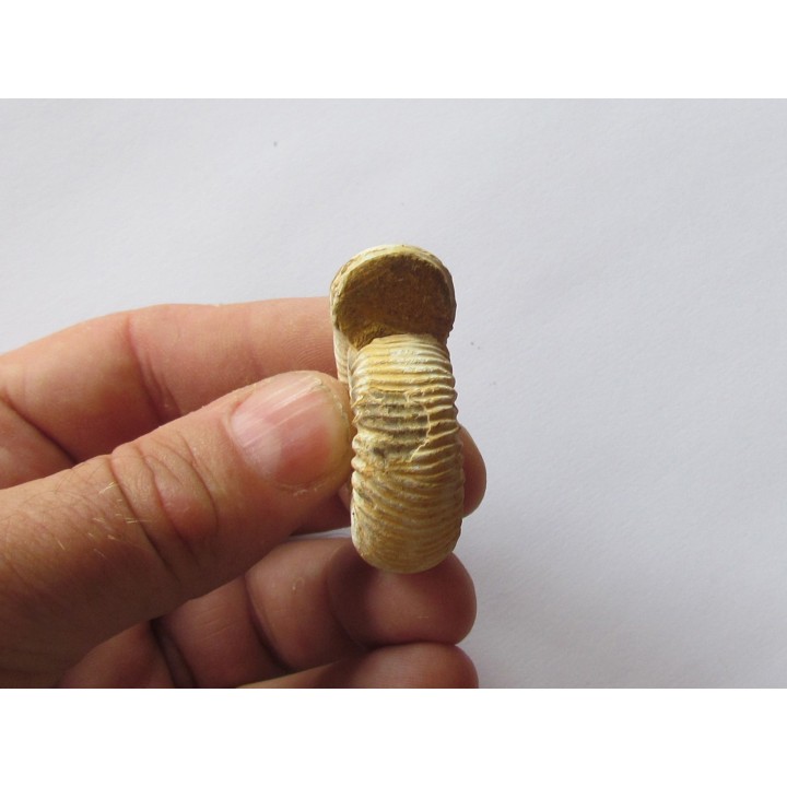 KRANAOSPHINCTES (PACHYPLANULITES) RABEI