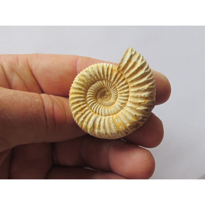 KRANAOSPHINCTES (PACHYPLANULITES) RABEI