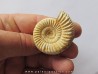 KRANAOSPHINCTES (PACHYPLANULITES) RABEI