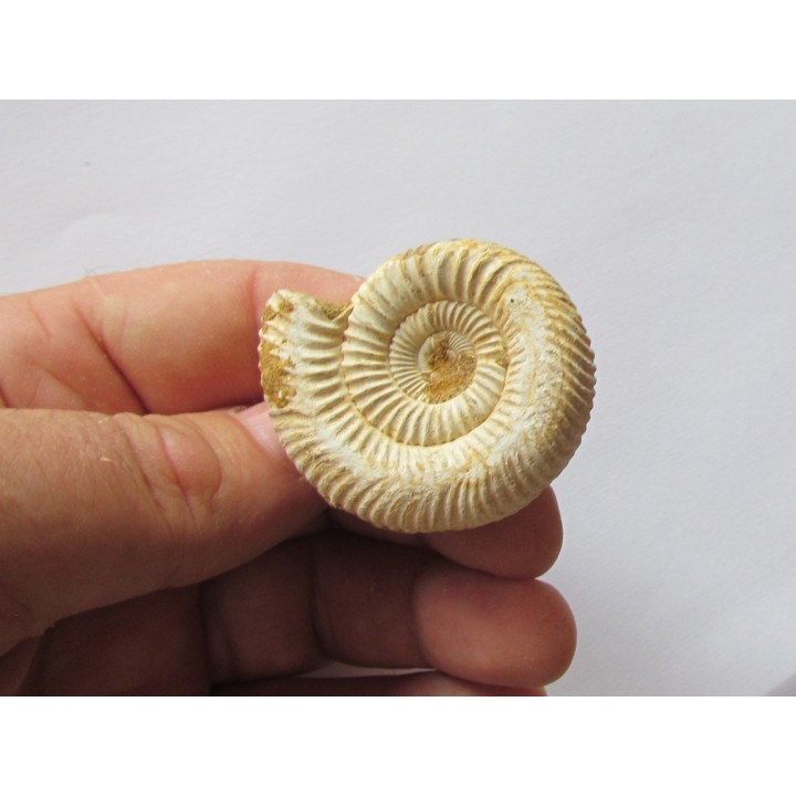 KRANAOSPHINCTES (PACHYPLANULITES) RABEI