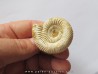KRANAOSPHINCTES (PACHYPLANULITES) RABEI
